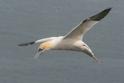 Northern Gannet (Morus bassanus).jpg